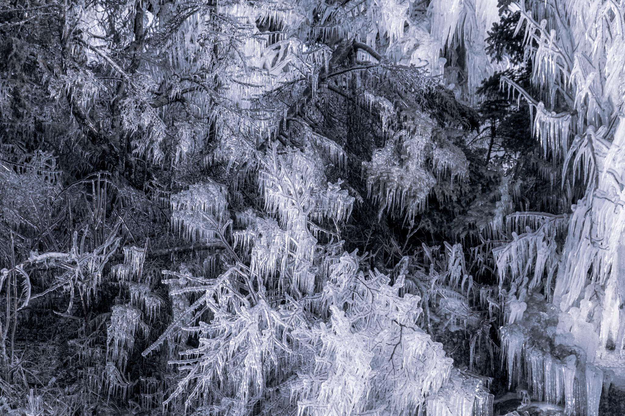 Ice encases trees on the shores of Lake Superior