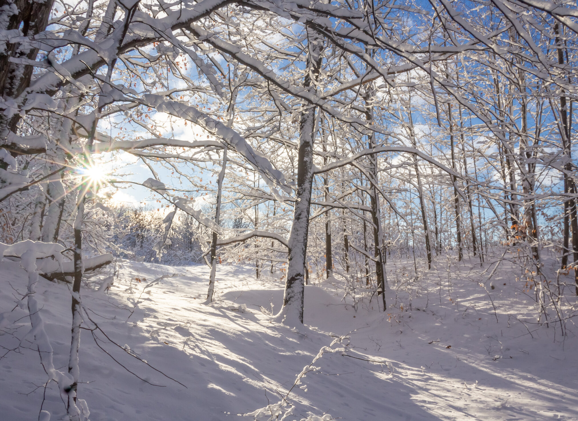 Sun peaks into snow-covered woods