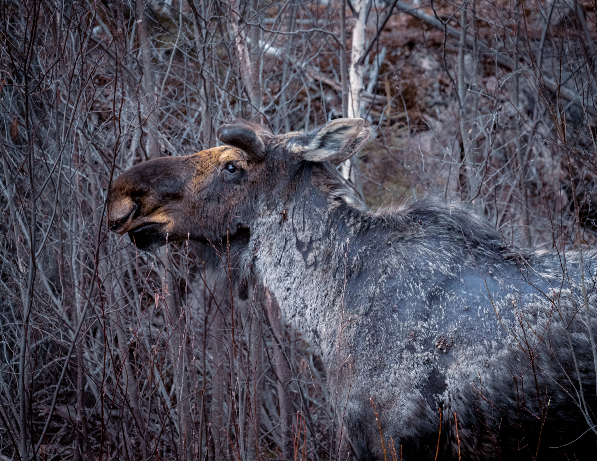 moose photo shot on a canon Rebel