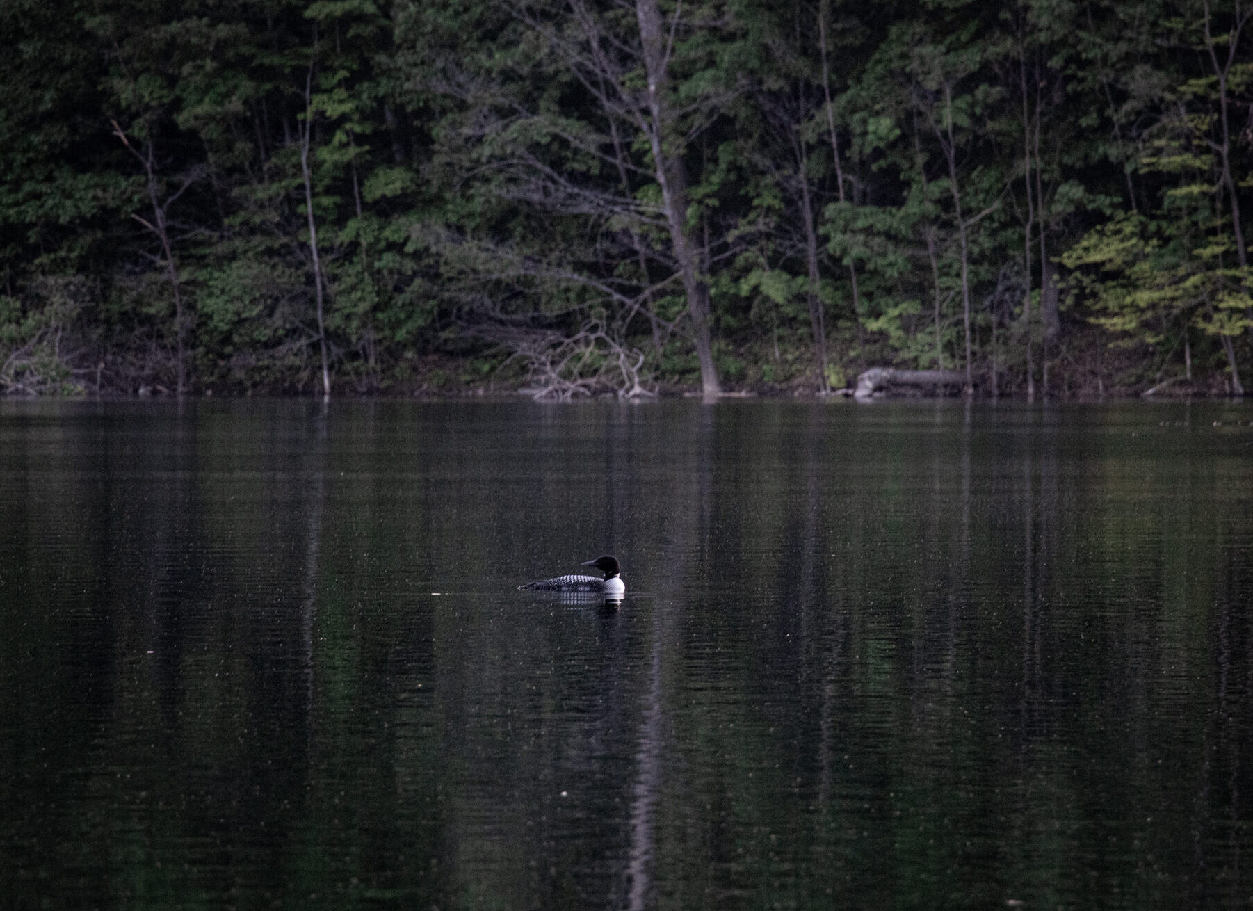 A loon on a small quiet lake near Traverse City, Michigan