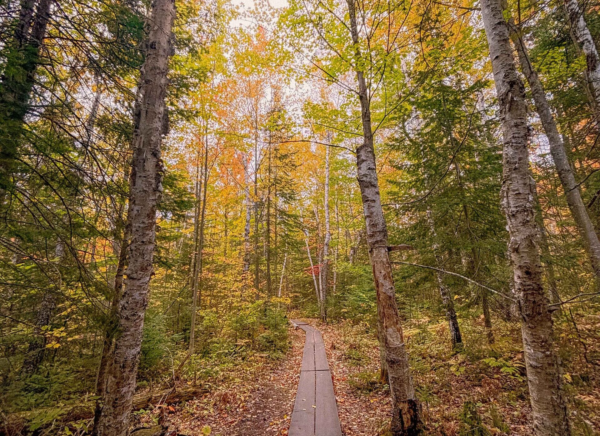image of a path through peak fall color in the wisconsin woods